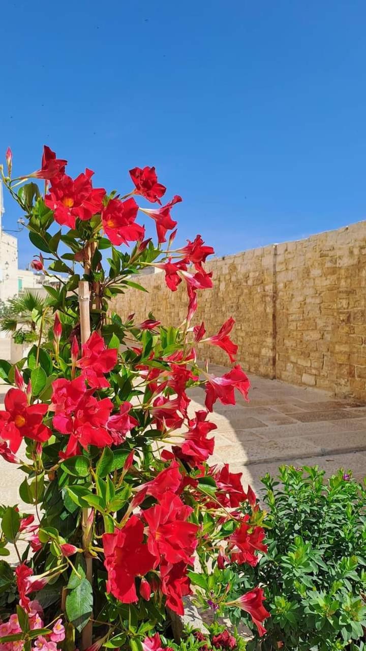 H2O Giovinazzo Villa ภายนอก รูปภาพ